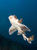 Japanese Horn Shark (Heterodontus japonicus) Japanese Horn Shark (Heterodontus japonicus)