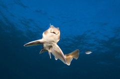 Japanese Horn Shark (Heterodontus japonicus) Japanese Horn Shark (Heterodontus japonicus)
