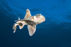 Japanese Horn Shark (Heterodontus japonicus) Japanese Horn Shark (Heterodontus japonicus)
