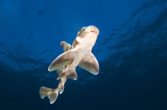 Japanese Horn Shark (Heterodontus japonicus) Japanese Horn Shark (Heterodontus japonicus)
