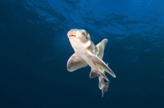 Japanese Horn Shark (Heterodontus japonicus) Japanese Horn Shark (Heterodontus japonicus)