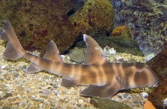 Japanese Horn Shark (Heterodontus japonicus) Japanese Horn Shark (Heterodontus japonicus)