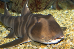 Japanese Horn Shark (Heterodontus japonicus) Japanese Horn Shark (Heterodontus japonicus)