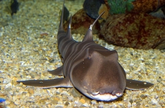 Japanese Horn Shark (Heterodontus japonicus) Japanese Horn Shark (Heterodontus japonicus)