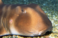 Japanese Horn Shark (Heterodontus japonicus) Japanese Horn Shark (Heterodontus japonicus)