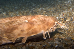 Japanese Wobbegong (Orectolobus japonicus) Japanese Wobbegong (Orectolobus japonicus)