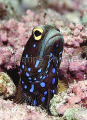 Blue-spotted Jawfish (Opistognathus rosenblatti) Blue-spotted Jawfish (Opistognathus rosenblatti)