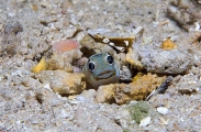 White-eyed Jawfish (Opistognathus sp.) White-eyed Jawfish (Opistognathus sp.)