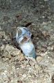Jawfish (Opistognathus sp.) Jawfish (Opistognathus sp.)