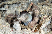 Jawfish (Opistognathus sp.) Jawfish (Opistognathus sp.)