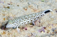 Speckled Sandperch (Parapercis hexophtalma) Speckled Sandperch (Parapercis hexophtalma)