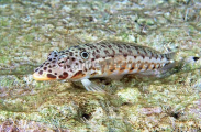 Latticed Sandperch (Parapercis clathrata) Latticed Sandperch (Parapercis clathrata)