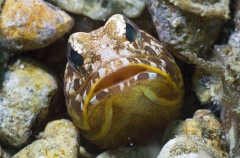 Harlequin Jawfish (Stalix histrio) Harlequin Jawfish (Stalix histrio)