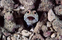 Jawfish (Opistognathus sp.) Jawfish (Opistognathus sp.)