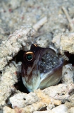 Gold-specs Jawfish (Opistognathus sp.) Gold-specs Jawfish (Opistognathus sp.)