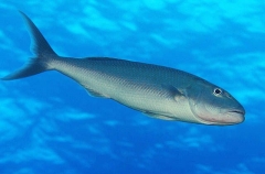 Green Jobfish (Aprion virescens)