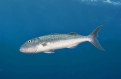 Green Jobfish (Aprion virescens) Green Jobfish (Aprion virescens)