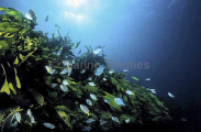Temperate reef fish with kelp. Temperate reef fish with kelp.