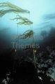 Bull Kelp (Nereocystis luetkeana)