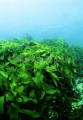 Eklonia Kelp (Eklonia radiata) Eklonia Kelp (Eklonia radiata)