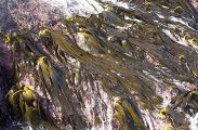 Bull Kelp (Durvillaea potatorum) Bull Kelp (Durvillaea potatorum)