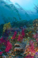 Kelp forest Macrocystis fibrosis Kelp forest Macrocystis fibrosis