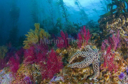 Kelp forest Macrocystis fibrosis Kelp forest Macrocystis fibrosis