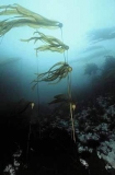 Bull Kelp (Nereocystis luetkeana)