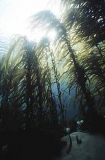 Giant Kelp (Macrosystus angustifolia) Giant Kelp (Macrosystus angustifolia)