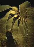 Giant Kelp (Macrocystis pyrifera) Giant Kelp (Macrocystis pyrifera)
