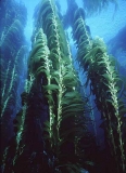 Giant Kelp (Macrocystis pyrifera) Giant Kelp (Macrocystis pyrifera)