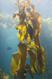 Giant kelp (Macrocystis pyrifera)
