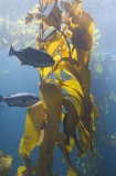 Giant kelp (Macrocystis pyrifera)