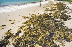 Kelp fronds washed up on beach after storm. Kelp fronds washed up on beach after storm.