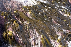 Bull Kelp (Durvillaea potatorum) Bull Kelp (Durvillaea potatorum)