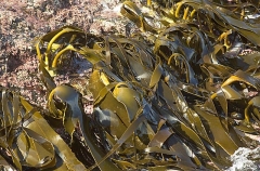 Bull Kelp (Durvillaea potatorum)
