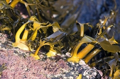 Bull Kelp (Durvillaea potatorum) Bull Kelp (Durvillaea potatorum)