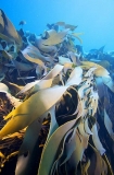 Bull Kelp (Durvillaea potatorum) Bull Kelp (Durvillaea potatorum)