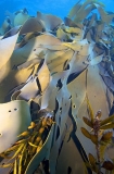Bull Kelp (Durvillaea potatorum) Bull Kelp (Durvillaea potatorum)