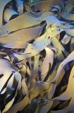 Bull Kelp (Durvillaea potatorum) Bull Kelp (Durvillaea potatorum)