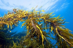 Kelp (Eklonia radiata)