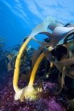 Bull Kelp (Durvillaea potatorum)