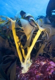 Bull Kelp (Durvillaea potatorum)