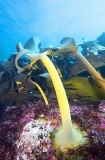 Bull Kelp (Durvillaea potatorum)