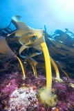 Bull Kelp (Durvillaea potatorum)