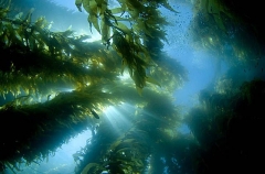 Giant Kelp (Macrocystis pyrifera)