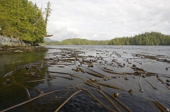 Bull Kelp (Nereocystis luetkeana) Bull Kelp (Nereocystis luetkeana)