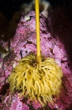 Bull Kelp (Nereocystis luetkeana) Bull Kelp (Nereocystis luetkeana)