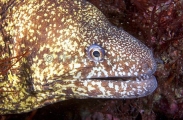 Kidako's Moray (Gymnothorax kidako) Kidako's Moray (Gymnothorax kidako)