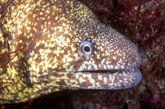 Kidako's Moray (Gymnothorax kidako) Kidako's Moray (Gymnothorax kidako)